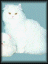 Cat009